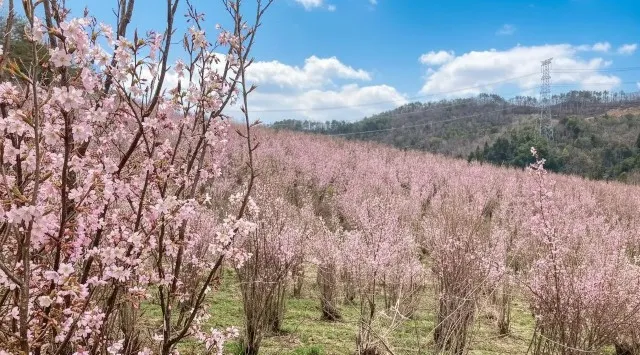 満足度96％！日比谷花壇と山形県西川町が贈る、日本一の啓翁桜を“五感”で巡る第3回アグリツアー開催。店舗・オンライン・旅で地域のファンを創出　株式会社日比谷花壇