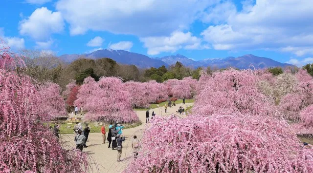 【三重・しだれ梅】樹齢100年を超える『天の龍』『地の龍』をはじめ約200本の梅の名木が立ち並ぶ「鈴鹿の森庭園」を2月21日から公開。夜間ライトアップも実施。株式会社赤塚植物園