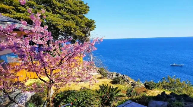 【東伊豆・北川温泉】桜の香りに包まれて整う。自家源泉かけ流しの湯 × 吉祥スパ「桜海コース」株式会社H.P.D.コーポレーション