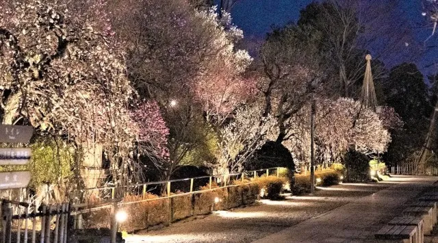 【東京・大田区】～池上梅園で春の香りを楽しみませんか～期間限定でライトアップします！昨年のライトアップ池上梅園では夜間の梅の花も多くの方にご鑑賞していただくために期間限定で園内のライトアップを実施