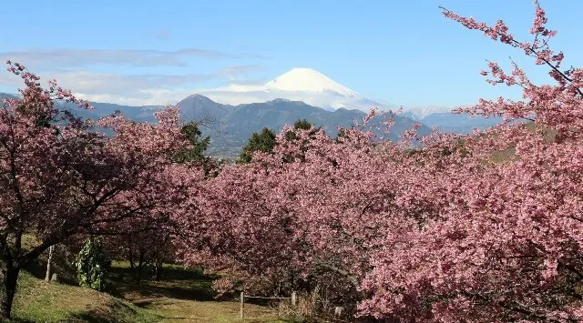 おおいゆめの里で「大井里山花まつり」を開催中！2月21日(土)、22日(日)はステージイベント・ライトアップも実施（ライトアップは23日(月・祝)も実施）大井町