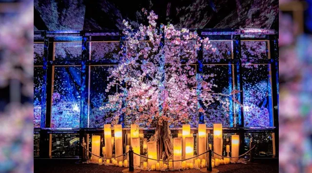 東京タワー 春の夜景が桜色に染まるマッピングショー『TOKYO TOWER CITY LIGHT FANTASIA - Spring Concerto 2026 -』2月28日(土)から開催