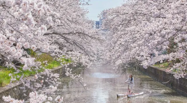【BEB5土浦】360°桜に包まれる絶景を川面から独り占め！「お花見水上サイクリング」今年も開催