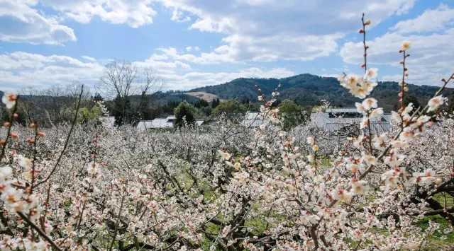 約700本の梅が咲き誇る！近江の里山で春の訪れを満喫「花の宴 梅まつり2026」開催 叶 匠壽庵 寿長生の郷にて2/28（土）より始まります　株式会社　叶 匠寿庵