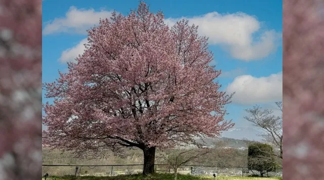 布引温泉小諸～桜に泊まる滞在で春限定の小諸を 桜の滞在体験プランの　株式会社いこい山荘