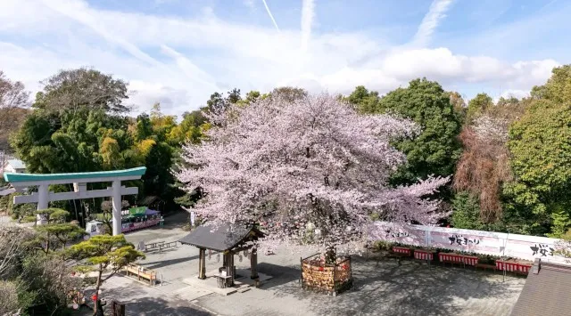 神奈川県一、約6.2km 700本の桜並木「はだの桜みち」と境内の巨大な名物ソメイヨシノ「良縁桜」が満開でお出迎え！出雲大社相模分祠「南はだの村 桜まつり」3月21日(土)より開催 宗教法人出雲大社相