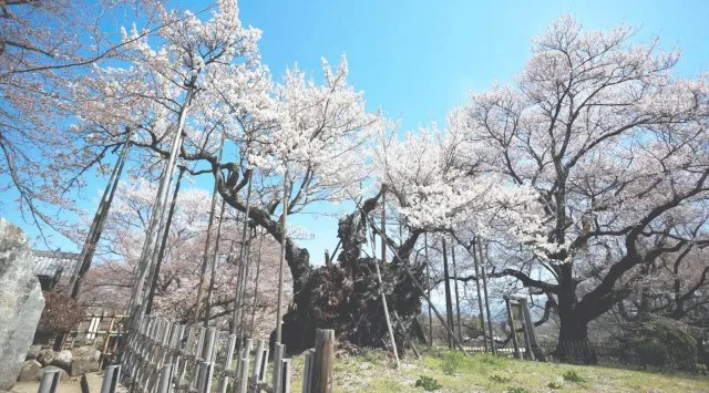 日本三大桜『山高神代桜』オンライン花見を3月27日開催決定。桜ドローンプロジェクトYouTube公式チャンネルでドローンライブ配信　株式会社ドローンエンタテインメント