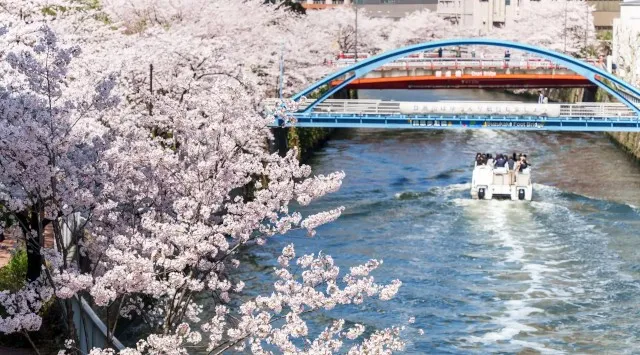 【目黒川お花見クルーズ】予約好調につき緊急増便“水上の花見バー”「BARスタイルプラン」が人気。地上の混雑を避け、カクテルを片手に桜のトンネルをくぐる贅沢なひとときを。株式会社東京ウォータウェイズ