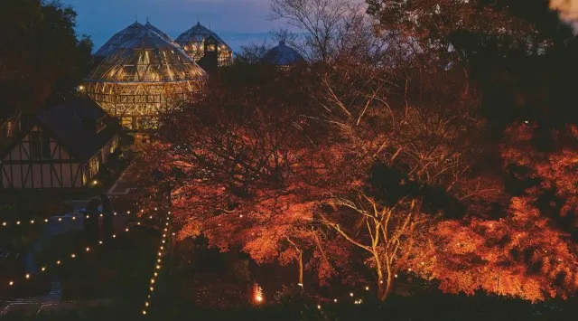 【誕生月ならお子様全員無料、大人も半額!?】ツリーハウスのバースデー企画を開始！｜TREE HOTEL NIKKA 菰野　ニッカホーム株式会社