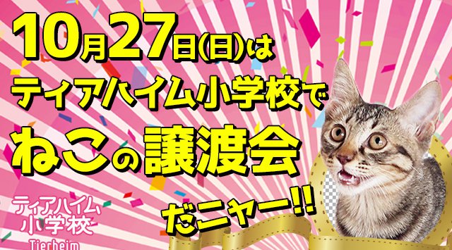 ねこの譲渡会 inティアハイム小学校