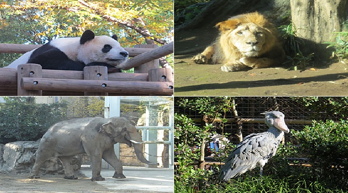 11/23(祝)上野動物園＊散策コン｜20～30代！動物を見て回りながら婚活パーティー♪♂3000♀1000