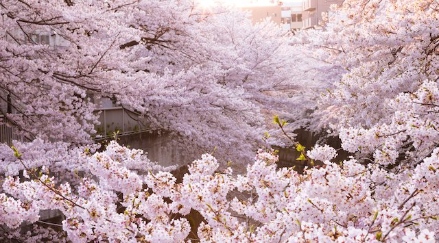 3月31日 日 お台場 駅近お花見bbq 葛西臨海公園100名シーサイドバーベキュー イベントサーチ