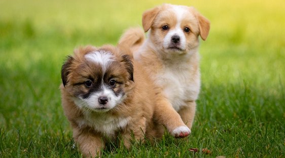 【亀有 犬カフェコン 婚活イベント 趣味コン】亀有ワンコン◆犬カフェ貸切☆犬を連れての河川敷散歩◆趣味コン★連絡先交換OK★