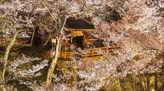 【新宿発 婚活バスツアー】感動！まるで桜の雲に包まれたよう！！幻想的なライトアップ「高遠さくら祭り」といちご狩り《食べ放題》★連絡先交換OK♪