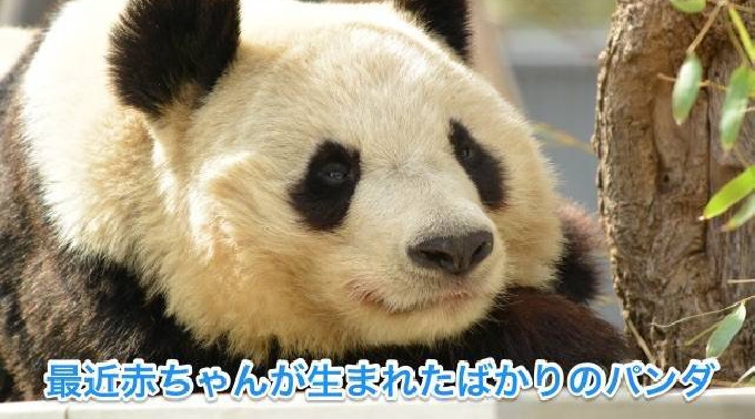 上野駅公園婚活パーティー 20~32歳限定☆シャンシャン見たいですか？ついにお花見シーズン到来♡アニマル好き大集合☆同じ趣味の相手だから話題に困りません！新感覚動物園街コン