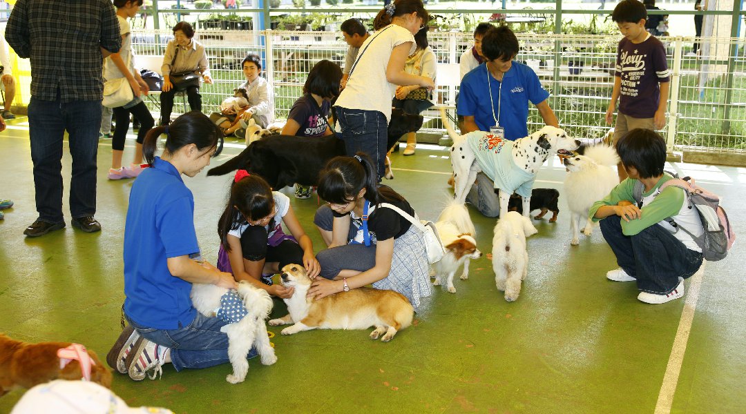 わんちゃん・ねこちゃんの楽園「つくばわんわんランド」を未来につなぎたい！500頭のわんちゃん30頭のねこちゃんに会える「つくばわんわんランド」の未来にご支援をお願いいたします！