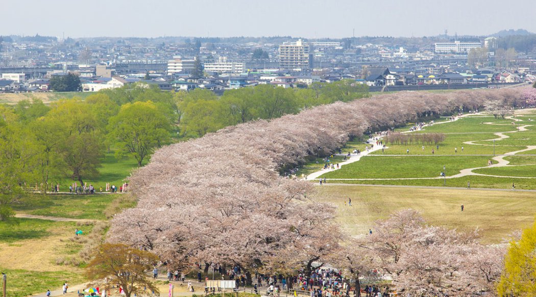 北上展勝地さくらまつり お花見21 岩手県北上市立花 催事 北上市立公園展勝地 伝統行事 日程 見どころ 混雑状況 開催場所 お祭り 21 イベントサーチ