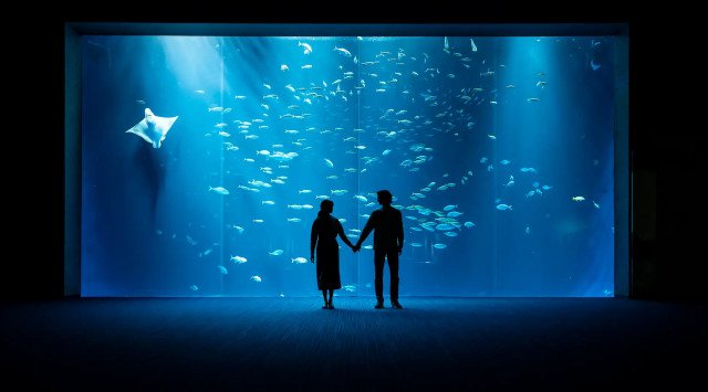 夜の水族館開催！『Nightscape(ナイトスケープ)こがねいろ2022』7/23（土）～8/28（日）は21時まで営業します 瀬戸内に沈む夕日と神秘的な夜の水族館 株式会社四国水族館開発