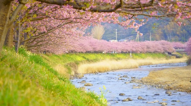 眼福！絶景の露天風呂に咲くカレンな「河津桜」で朝日、青い海と空、夜桜を堪能。お花見温泉から2月の「河津桜まつり」、3月の「伊豆高原さくら祭り」を楽しむ。株式会社H.P.D.コーポレーション