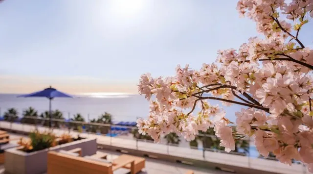 【大磯プリンスホテル】一足早く桜が彩るSPAで、心身を解き放つ“お花見ととのい体験”へ。『OISO 桜咲く季(とき) 2026』を開催　株式会社西武・プリンスホテルズワールドワイド