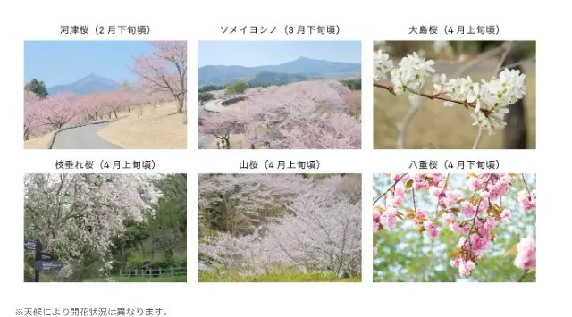 【2月下旬より桜リレー スタート！】早咲きの河津桜から晩春の八重桜まで約2ヶ月にわたり桜を堪能　茨城県フラワーパーク指定管理業務共同事業体