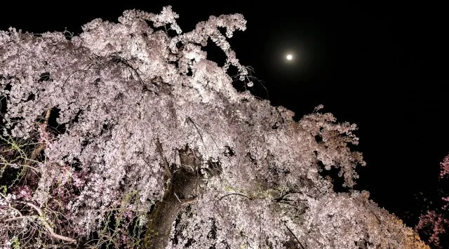 LIGHT CYCLES KYOTO（ライトサイクル京都）桜の季節を先取りする「春待ちのイルミネーション」を2月13日よりスタート　京都府立植物園アートナイトウォーク実行委員会