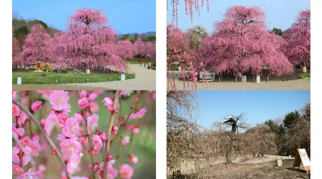 【三重・しだれ梅】樹齢100年を超える『天の龍』『地の龍』をはじめ約200本の梅の名木が立ち並ぶ「鈴鹿の森庭園」を2月21日から公開。夜間ライトアップも実施。株式会社赤塚植物園