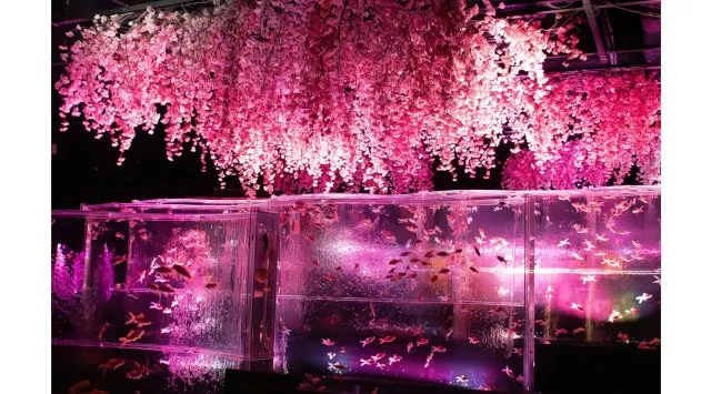 アートアクアリウム美術館 GINZA 春の企画展2月27日開幕 ～喧騒忘れて、幻想へ～ めっちゃ桜2026 2月27日～4月22日まで、期間限定開催 アートアクアリウム製作委員会