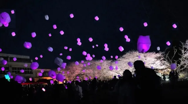 夜桜ライトアップとランタンが夜空を彩るやきいもの聖地の春フェス夜桜×ランタン×やきいも「おいも夜桜ランタンバルーンフェスティバル」開催　白ハト食品工業株式会社