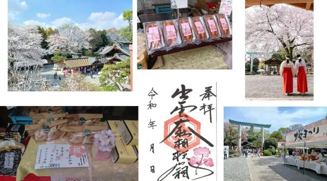 神奈川県一、約6.2km 700本の桜並木「はだの桜みち」と境内の巨大な名物ソメイヨシノ「良縁桜」が満開でお出迎え！出雲大社相模分祠「南はだの村 桜まつり」3月21日(土)より開催 宗教法人出雲大社相