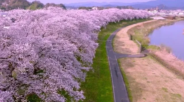 日本最大級！2.2kmのピンクの雲海！「第41回ふくい桜まつり」　　3月21日開幕！株式会社テレビ東京ダイレクト