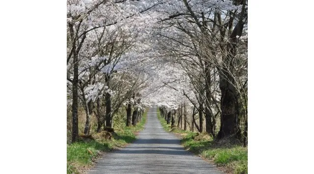 休暇村蒜山高原では、宿泊者限定で桜の名所にご案内するサービスを4月1日より開始します　～新庄村がいせん桜や茅部神社の桜並木をお楽しみください～ 自然にときめくリゾート 休暇村