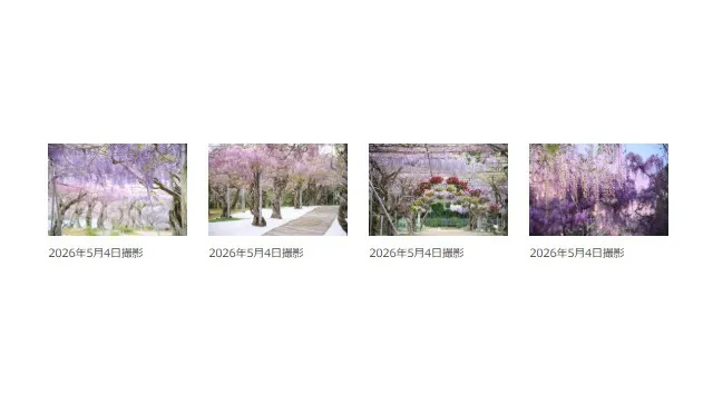 【広島／世羅】ふじが見ごろを迎えています　ふじとルピナスまつり《せらふじ園》時の流れが創り出す　優しさの花園　株式会社 世羅高原農場