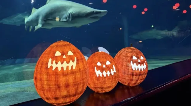 アクアワールド・大洗で生きものたちと一緒にドキドキワクワクのハロウィンを満喫しようハロウィンアクアワールド2026 2026年10月1日(木)～10月31日(土) 開催 アクアワールド茨城県大洗水族館