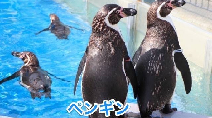 上野駅公園婚活パーティー 20~32歳限定☆シャンシャン見たいですか？ついにお花見シーズン到来♡アニマル好き大集合☆同じ趣味の相手だから話題に困りません！新感覚動物園街コン