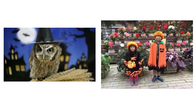 10月は富士花鳥園でハロウィンを楽しむ件（静岡県　富士宮市）ハロウィン仕様の富士花鳥園をお楽しみください。2020年「10月の土曜日、日曜日」は、仮装して来園された小学生以下のお子様の入園料が無料