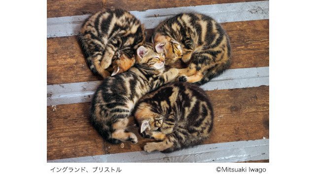 22年2月22日 猫の日 に合わせて 岩合光昭写真展 こねこ を2月16日から日本橋三越本店で開催します 22年2月16日 水 2月28日 月 日本橋三越本店本館7階催物会場 イベントサーチ