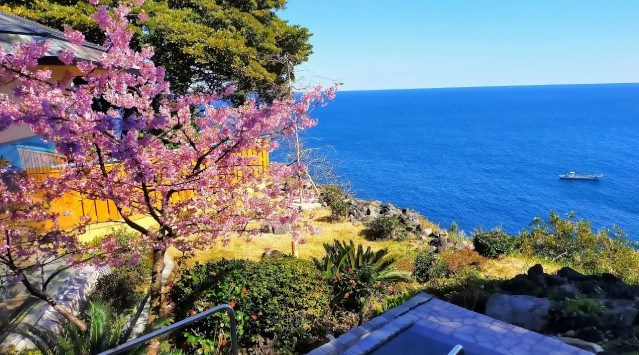 眼福！絶景の露天風呂に咲くカレンな「河津桜」で朝日、青い海と空、夜桜を堪能。お花見温泉から2月の「河津桜まつり」、3月の「伊豆高原さくら祭り」を楽しむ。株式会社H.P.D.コーポレーション