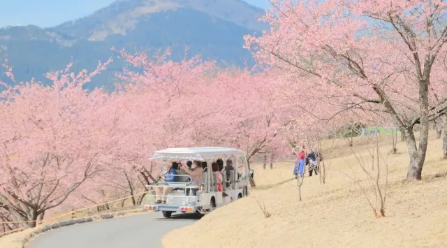 【2月下旬より桜リレー スタート！】早咲きの河津桜から晩春の八重桜まで約2ヶ月にわたり桜を堪能　茨城県フラワーパーク指定管理業務共同事業体