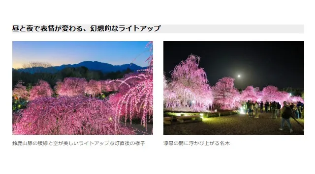 【三重・しだれ梅】樹齢100年を超える『天の龍』『地の龍』をはじめ約200本の梅の名木が立ち並ぶ「鈴鹿の森庭園」を2月21日から公開。夜間ライトアップも実施。株式会社赤塚植物園