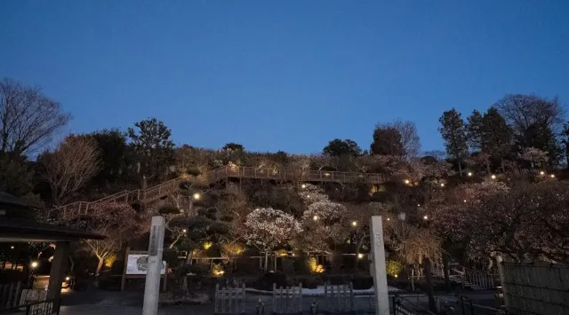 【東京・大田区】～池上梅園で春の香りを楽しみませんか～期間限定でライトアップします！昨年のライトアップ池上梅園では夜間の梅の花も多くの方にご鑑賞していただくために期間限定で園内のライトアップを実施