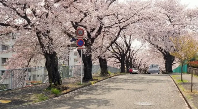 今年の桜前線の到来が目前に！都心からもアクセス良好・圧巻の桜が楽しめる川崎市多摩区の桜の名所　春風と歩く桜道。自然の豊かさを感じられる多摩区の春　川崎市 多摩区