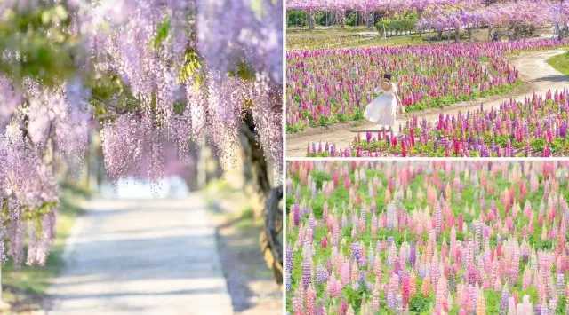 【広島／世羅】ふじが見ごろを迎えています　ふじとルピナスまつり《せらふじ園》時の流れが創り出す　優しさの花園　株式会社 世羅高原農場