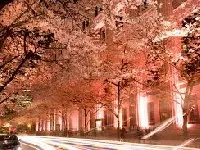 江戸桜通り