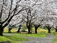 旧芝離宮恩賜庭園