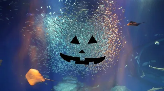 アクアワールド・大洗で２夜限定ナイトイベント「ハロウィンナイト」を、１０月１８日（土）＆２５日（土）１８：００に開催します。夜のアクアワールド・大洗で生きものたちと一緒にドキドキワクワクのハロウィン