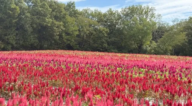 「羽毛ゲイトウ」見頃です（国営武蔵丘陵森林公園）秋風にたゆたう花穂　一般財団法人 公園財団　Parks Japan.F