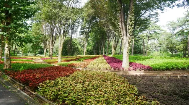 「羽毛ゲイトウ」見頃です（国営武蔵丘陵森林公園）秋風にたゆたう花穂　一般財団法人 公園財団　Parks Japan.F