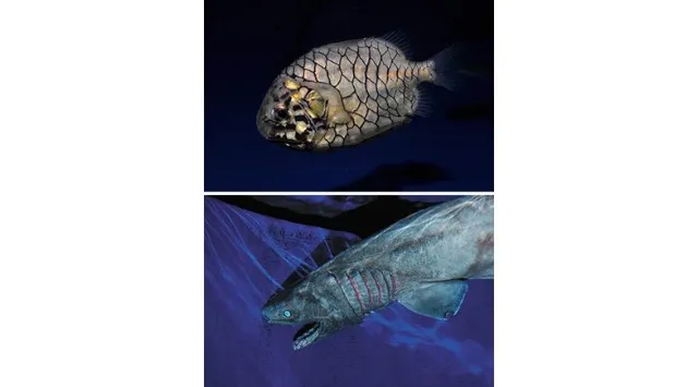 【ゴジラ 新江ノ島水族館 70周年特別企画】ゴジラVS江の島－えのすい怪獣大決戦－ まもなく開催‼ 開催期間：2025年10月4日(土)～11月17日(月)株式会社 新江ノ島水族館
