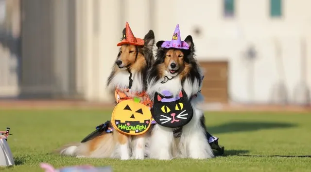 愛犬家必見！わんちゃんと楽しむ1日「FUJI-Qわんわんフェス」富士急ハイランドにて10/19(日)開催！ハロウィン仮装コンテスト＆華麗なドッグショーも！富士急行